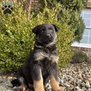 Vivette, German Shepherd Puppy