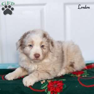 London, Australian Shepherd Puppy