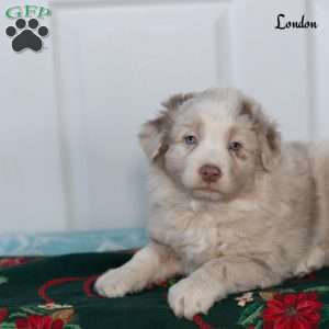 London, Australian Shepherd Puppy