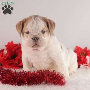 Candy Cane, English Bulldog Puppy