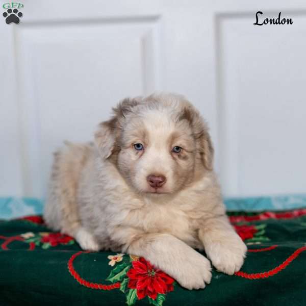 London, Australian Shepherd Puppy