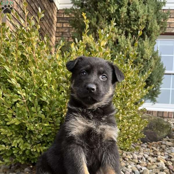 Vivette, German Shepherd Puppy
