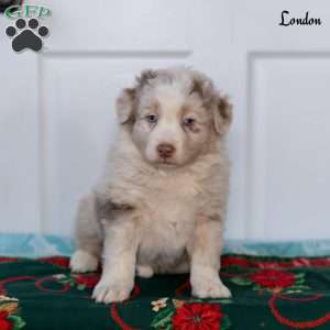 London, Australian Shepherd Puppy