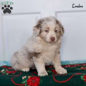 London, Australian Shepherd Puppy