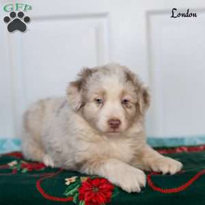 London, Australian Shepherd Puppy