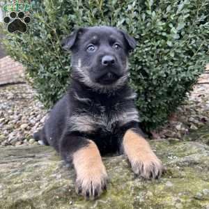 Vivette, German Shepherd Puppy