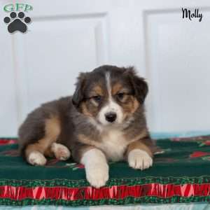 Molly, Australian Shepherd Puppy