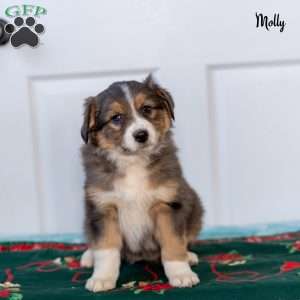 Molly, Australian Shepherd Puppy