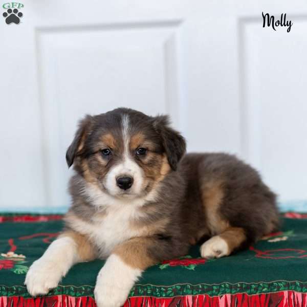 Molly, Australian Shepherd Puppy