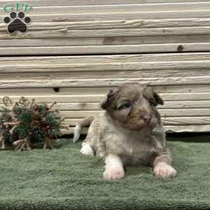 Summer, Borderdoodle Puppy