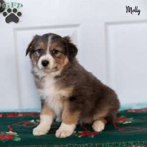 Molly, Australian Shepherd Puppy