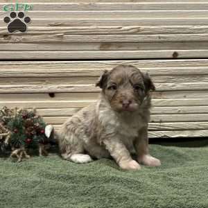 Summer, Borderdoodle Puppy