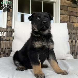 Vivette, German Shepherd Puppy