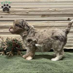 Summer, Borderdoodle Puppy