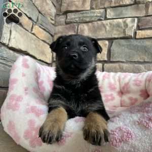 Vivette, German Shepherd Puppy