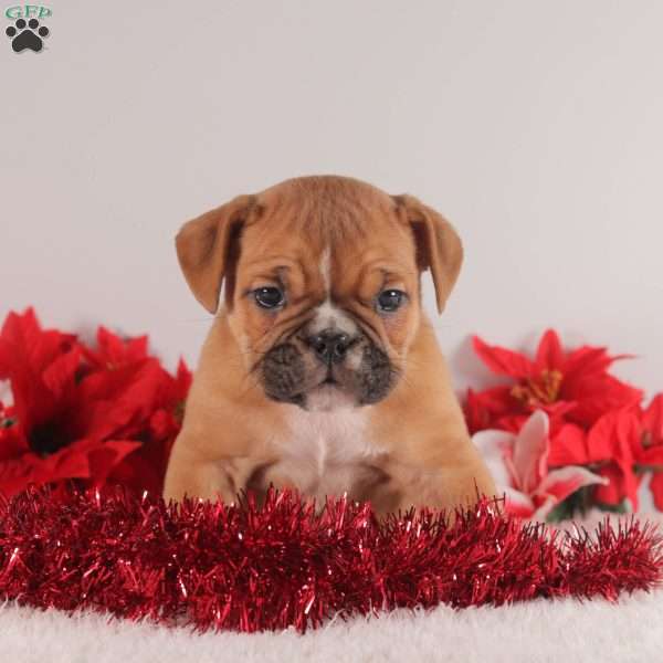 Twinkle, English Bulldog Puppy