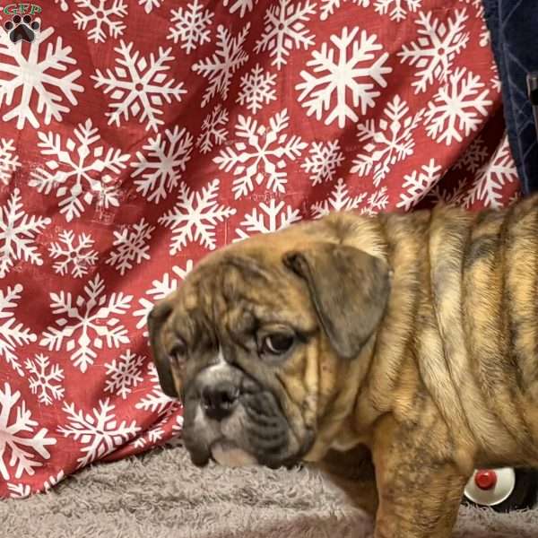 Roxie, Miniature Bulldog Puppy