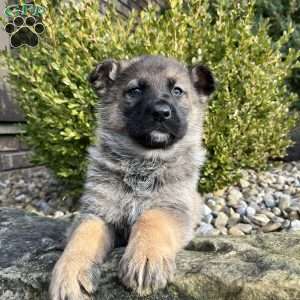 Paris, German Shepherd Puppy