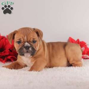 Twinkle, English Bulldog Puppy