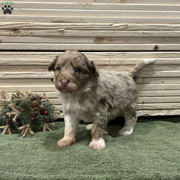 Summer, Borderdoodle Puppy