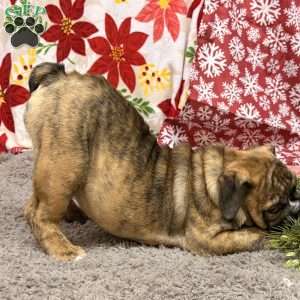 Roxie, Miniature Bulldog Puppy