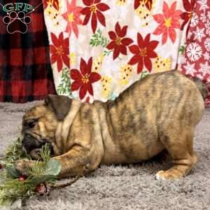 Roxie, Miniature Bulldog Puppy