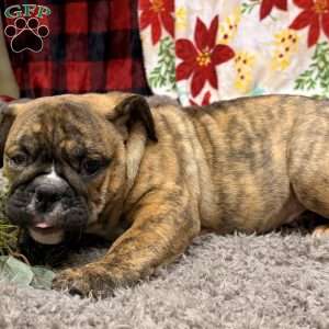 Roxie, Miniature Bulldog Puppy