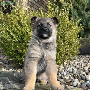Paris, German Shepherd Puppy