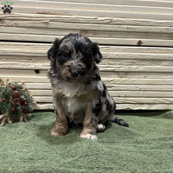 Winter, Borderdoodle Puppy