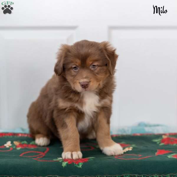 Milo, Australian Shepherd Puppy