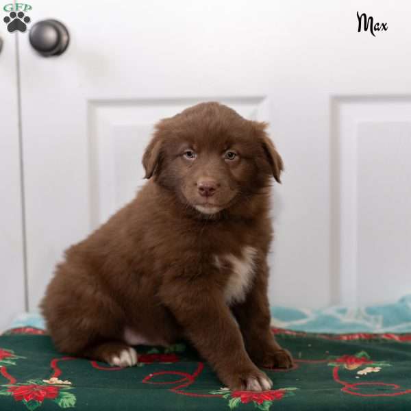 Max, Australian Shepherd Puppy