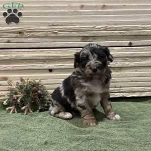 Winter, Borderdoodle Puppy