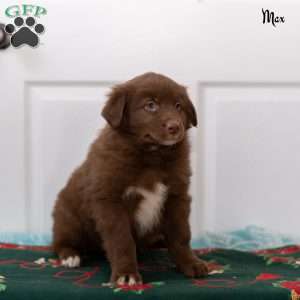 Max, Australian Shepherd Puppy
