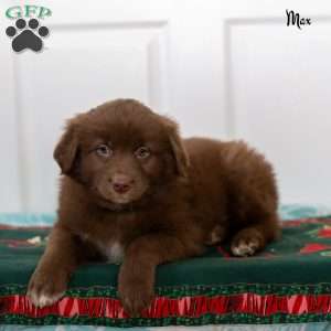Max, Australian Shepherd Puppy