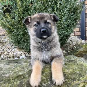Paris, German Shepherd Puppy