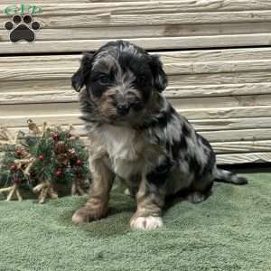 Winter, Borderdoodle Puppy