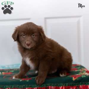 Max, Australian Shepherd Puppy