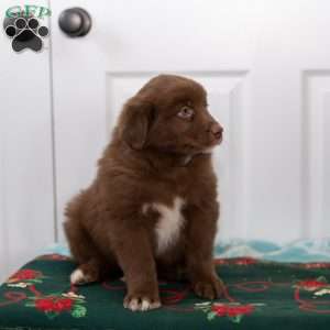 Max, Australian Shepherd Puppy