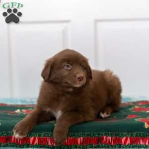 Max, Australian Shepherd Puppy