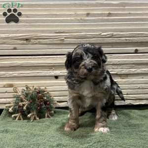 Winter, Borderdoodle Puppy