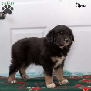 Moose, Australian Shepherd Puppy