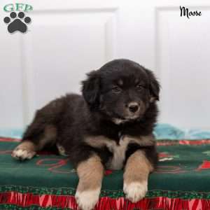 Moose, Australian Shepherd Puppy