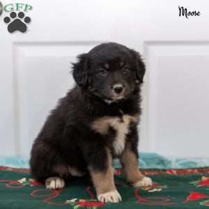 Moose, Australian Shepherd Puppy