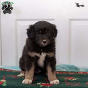 Moose, Australian Shepherd Puppy