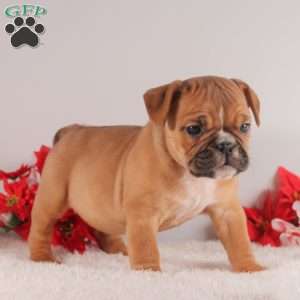 Twinkle, English Bulldog Puppy