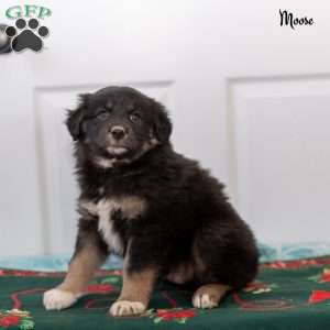 Moose, Australian Shepherd Puppy