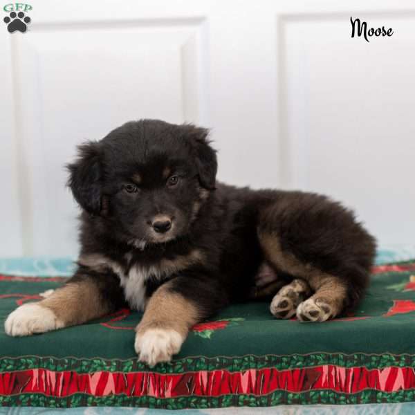 Moose, Australian Shepherd Puppy