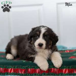 Miles, Australian Shepherd Puppy