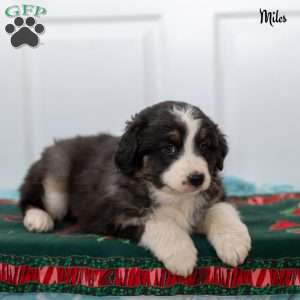Miles, Australian Shepherd Puppy