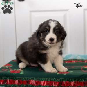 Miles, Australian Shepherd Puppy